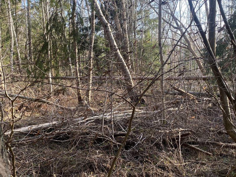 Svårt för både människor och djur att ta sig in i skogen!