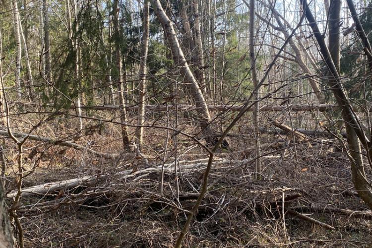 Svårt för både människor och djur att ta sig in i skogen!