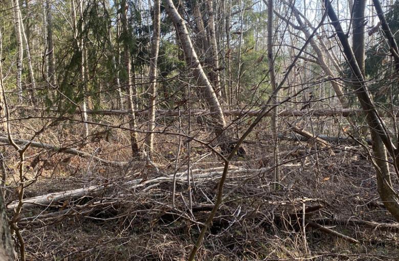 Svårt för både människor och djur att ta sig in i skogen!